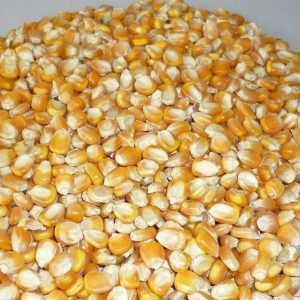 maize/corn non gmo white and yellow