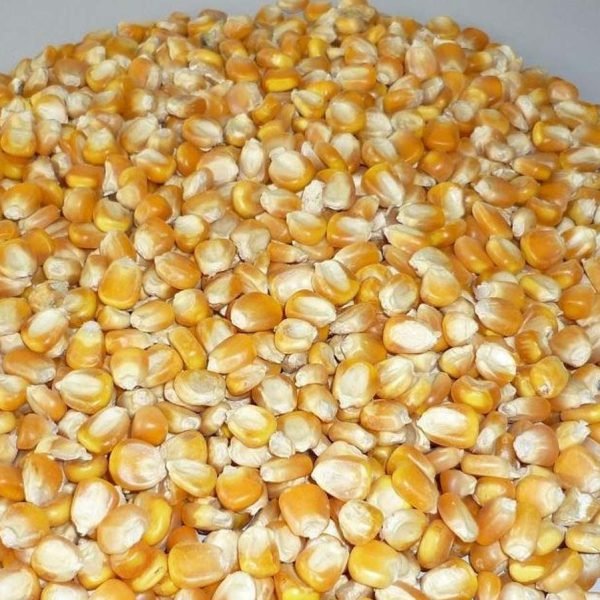 maize/corn non gmo white and yellow
