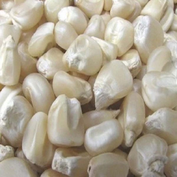 maize/corn non gmo white and yellow