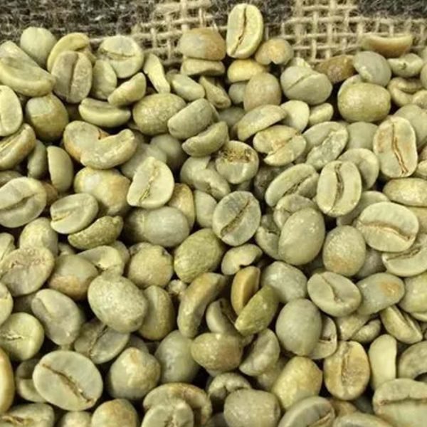 robusta coffee beans